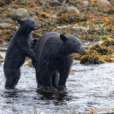 Black Bear and Cub