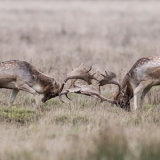 Fallow Deer 2