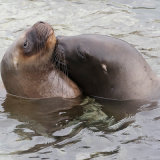 Southern Sea Lion