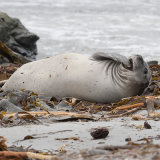 Elephant Seal 3