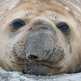 Elephant Seal 2