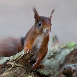 Red Squirrel 1