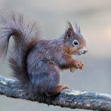 Red Squirrel 2