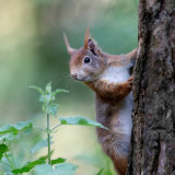 Red Squirrel 3