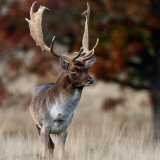 Fallow Deer 3