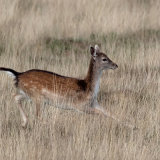Fallow Deer 4