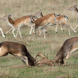 Fallow Deer 5