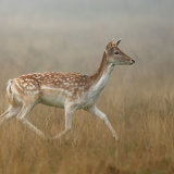 Fallow Deer 6