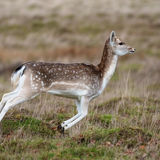 Fallow Deer 7