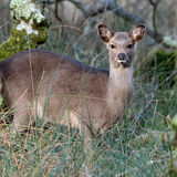 Sika Deer