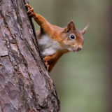 Red Squirrel 4
