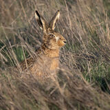 Brown Hare 2