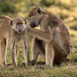 Baboon 1
