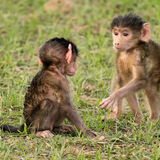 Baboon 2