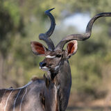 Kudu