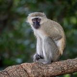 Vervet Monkey