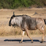Wildebeest