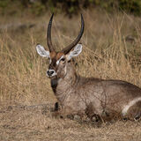 Waterbuck