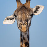 Giraffe 2