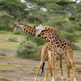 Giraffe 3