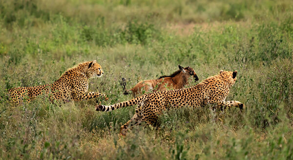 Cheetah 3