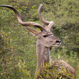 Kudu 2