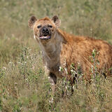 Spotted Hyena