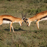 Thomson's Gazelle