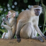 Vervet Monkey 2