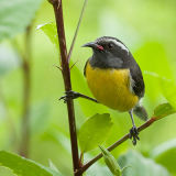 Bananaquit 1