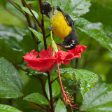 Bananaquit 2