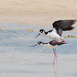Black-Necked Stilt 2