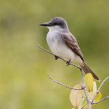 Gray Kingbird