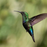 Green-Throated Carib