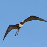 Magnificent Frigatebird