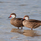 White-Cheeked Pintail