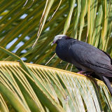 White-Crowned Pigeon