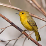 Yellow Warbler