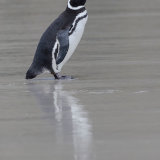 Magellanic Penguin