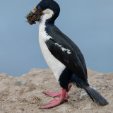 Imperial Shag 1