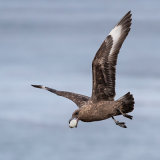 Skua