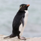 Rockhopper Penguin