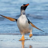 Gentoo Penguin 1