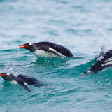 Gentoo Penguin 2