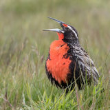 Long-Tailed Meadowlark