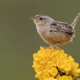 Falkland Grass Wren