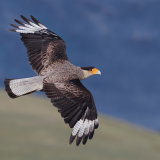 Southern Caracara