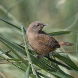 Cobb's Wren