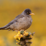 Falkland Thrush