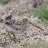Magellanic Snipe